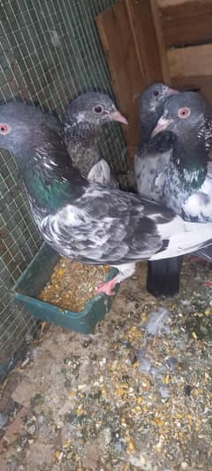 pigeon chiks dub wale
