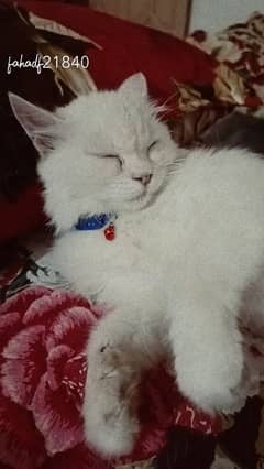 playing cat