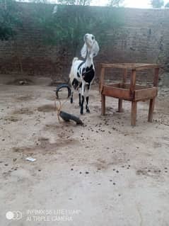 desi bakri hy 1 bar soi howi hy