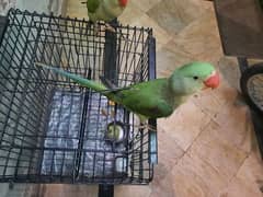 Raw Parrot Self Babies For Sale
