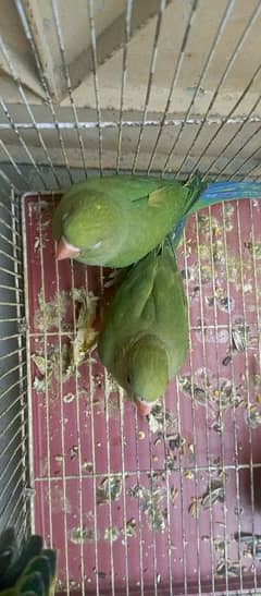 Dark green ringneck chicks