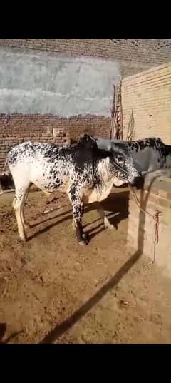 Desi qurbani Bull for Sale Bahria DHA Rawalpindi