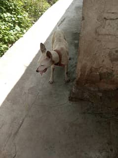 gulter