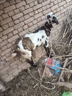 Qurbani k lia bakri for sale