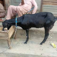 Healthy Bakri For sale - Ready For Qurbani