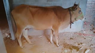 cow for sale for qurbani weight 120 kg contact ,03175450253