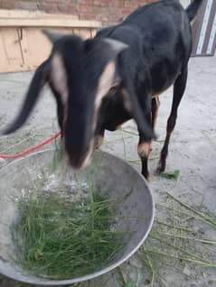 dhonda bakra