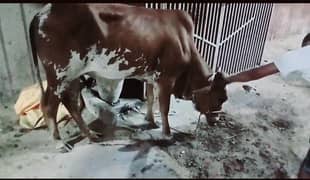 2 hissa cow bachia  available  f. b area block 16 me