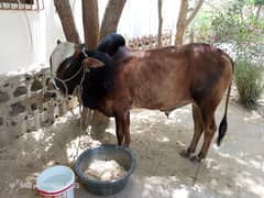 Bull