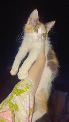 calico