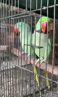 raw breeder pair