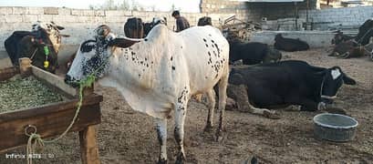 Qurbani 2025