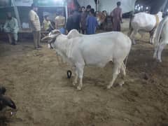 nukhra gulabi
