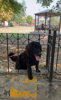 Long coat labrador