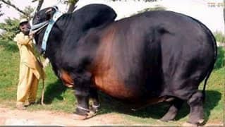 cow