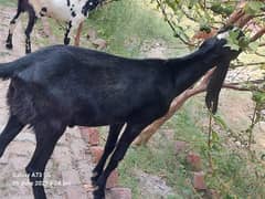 male goat