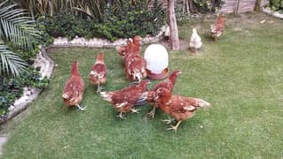 lohmann brown garman breed for sale