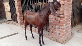 2 Dant breader Betal male