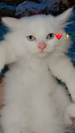 Persian Beautiful Cats