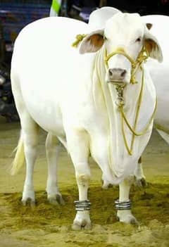 cow