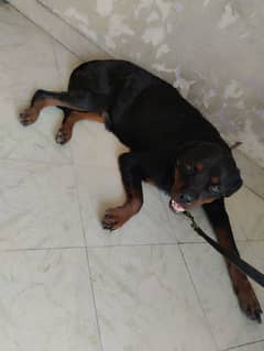 Rottweiler