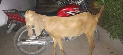 Best Bakra For Qurbani