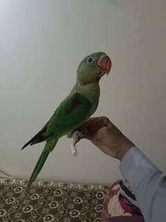Semi  tame, Halka phulkaa bite karta ha, par friendly ha , 4 month age