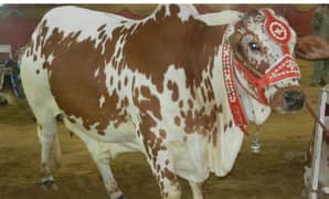 Qurbani