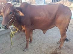 cow