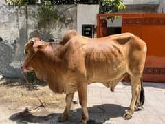 brown bull