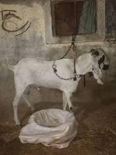 Bakra