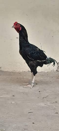 Aseel long heighted Patha