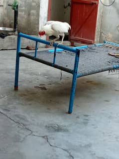 home aseel