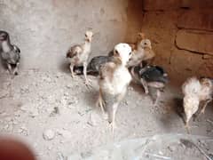 chicks