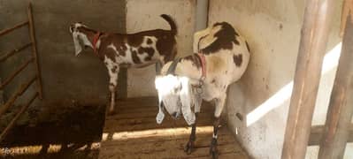 #Goat #Sheep #Bakra #Bakri #Chatra #qurbani #Dumba #kajla