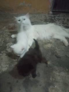 cat baby