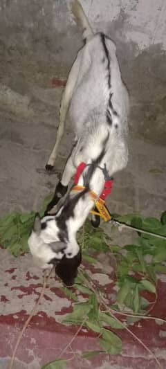 donda bakra