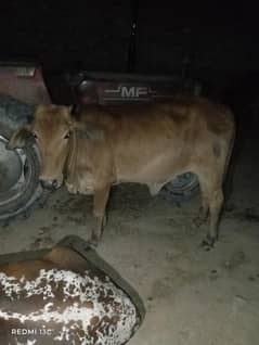 sale for cow red colour