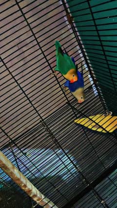 love birdbreeder setup for sale