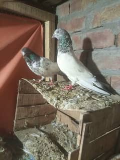 3 pair piegone kabootar