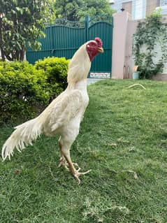 White Shamo Chicks | OH Shamo | King Shamo | pure aseel shamo