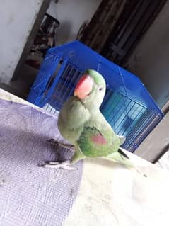 raw parrot sale hand tame