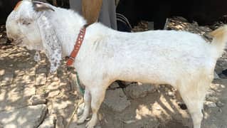 desy bakra for sale
