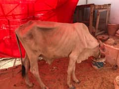 cow