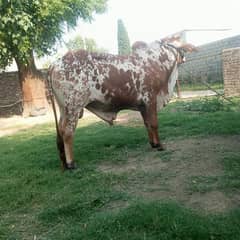 cow/dasi cow/ Qurbani cow/cow Bachri/ Bhains/Gaee