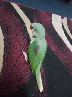 Raw chick's available