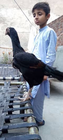 shamo