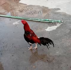 aseel miawali breeder murga