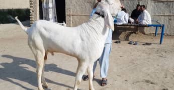 Qurbani