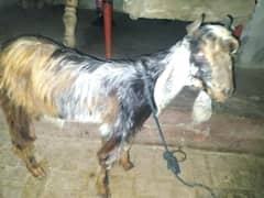 Two Goats for sale